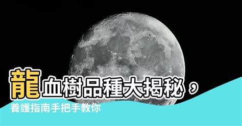 龍血樹品種|【龍血樹品種】探索龍血樹的奧秘：認識十大熱門品種，養護指南。